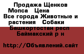 Продажа Щенков Мопса › Цена ­ 18 000 - Все города Животные и растения » Собаки   . Башкортостан респ.,Баймакский р-н